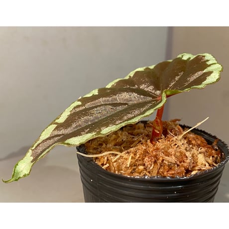 Begonia cf. baramensis