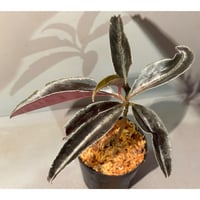 Labisia sp. from Landak West Kalimantan