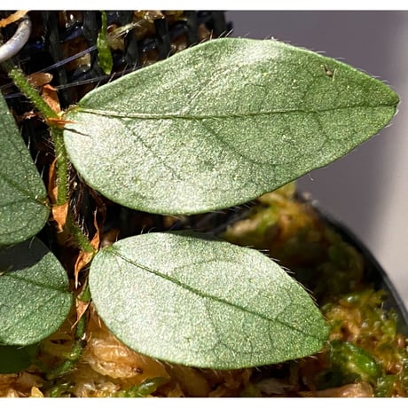 Ficus sp. "Muara wahau" white Kalimantan timur [TB]