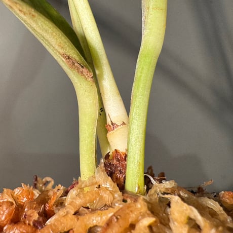 Anthurium jenmanii "Variegated" 2024年2月 ドームらん展 [Joe&Mom]