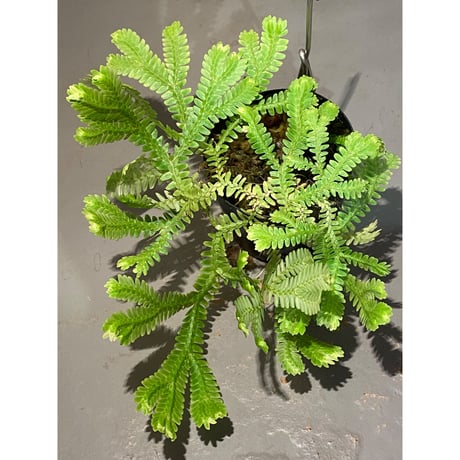 Selaginella sp. バリエガータ from "Nanga pinoh" [TB]