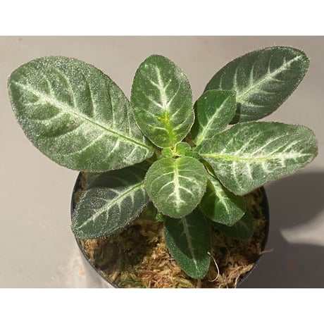 Codonoboea cf. pumilla from Riau sumatera [LA1119-02]