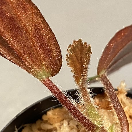 Begonia blancii