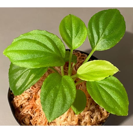 Homalomena sp. "Minimum" from Padan Utara [AZ0512-04]