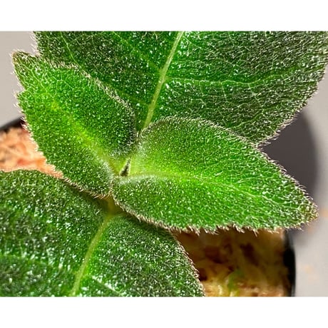 Cyrtandra splendens [LA0515-02]