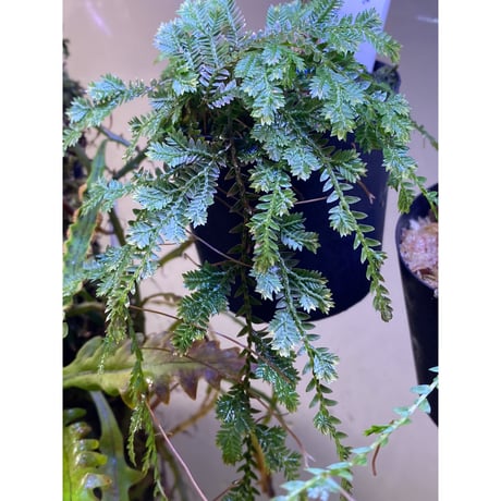 Selaginella sp. from Iquitos Peru [tanakay]