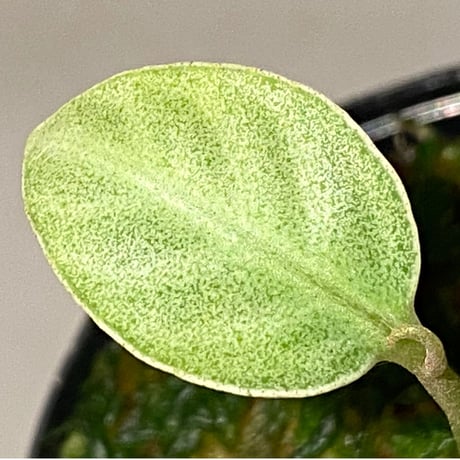 Ardisia sp. from Matang [TK160716]
