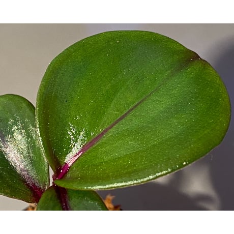 Geogenanthus sp. from Tarapoto Peru [tanakay]