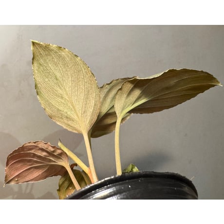 Homalomena sp. "Silver Red" from  Pulau Lingga