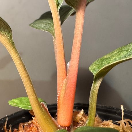 Homalomena sp. from Riau sumatera