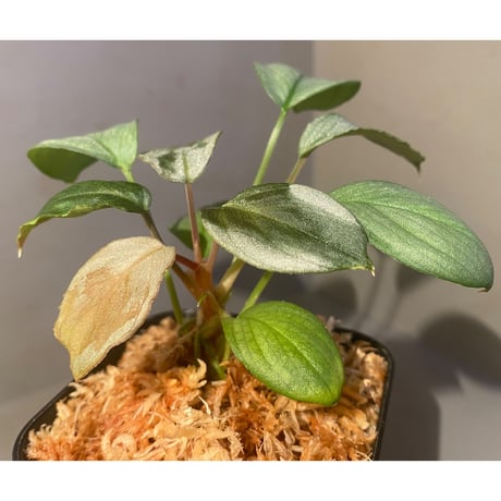Homalomena hyb. Rec110-03 [K0320-f1] KZT
