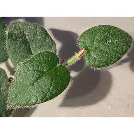 Ficus sp. from Selangor