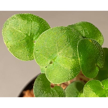 Geophila repens from Iquitos Peru [tanakay]