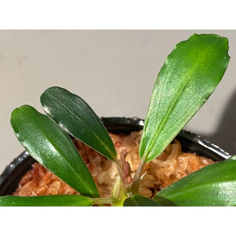 Bucephalandra sp. Kapuas-2 [AZ0311-2]