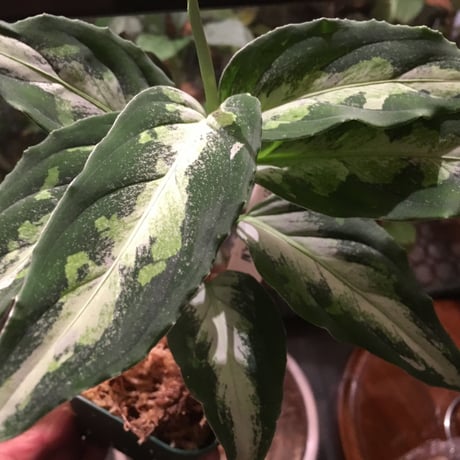 Aglaonema pictum from Sumatera Utara [KN]