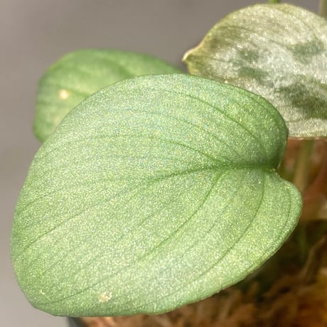 Homalomena hyb. Rec110-03 [K0320-f1] KZT
