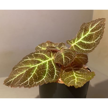 Pearcea hypocyrtiflora from Rio Napo Ecuador [tanakay] 白葉脈
