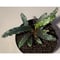 Bucephalandra sp. from \"Mangat\" [MF0417-2A]