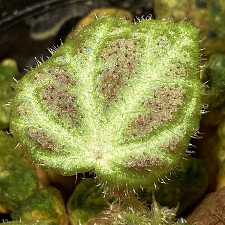 Begonia sp . from Sumpur [TK031117]