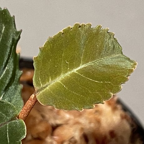 Labisia sp. from Riau Sumatera