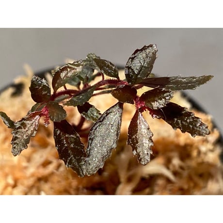 Triolena pileoides from Ecuador