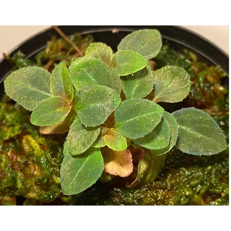 Sonerila pulchella