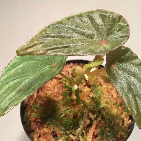 Begonia nothobaramensis from Brunei