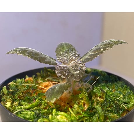 Nautilocalyx sp. 伊藤蟻植物農園
