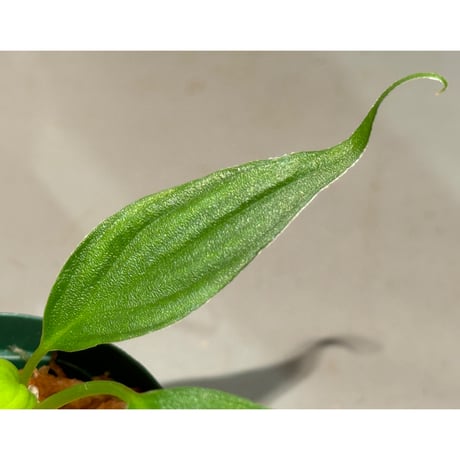 Homalomena sp. "蛟" from Sumatera Utara [LA0318-02] ①