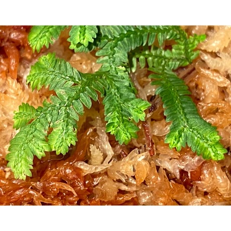 Selaginella biformis [STRINGE PLANTS]