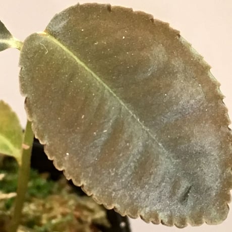 Ardisia sp. from Riau Sumatera