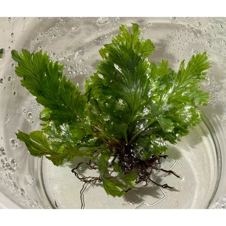 ケファロマネス | STORES