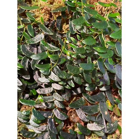 Ficus sp. from Mt. Besar