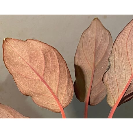 Homalomena sp. "Platinum Velvet" from Kepulauan Riau [KN] ①