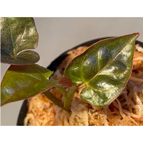 Syngonium sp. from Choco Colombia [tanakay]