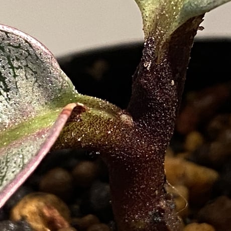 Labisia sp. from Riau