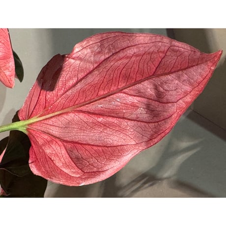 (大株) Syngonium cf. erythrophyllum from Colombia [LA0316-02]
