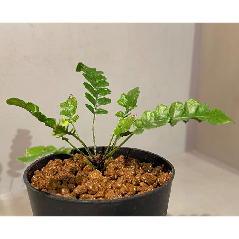 Blechnum obtusatum var. obtusatum from New Cale