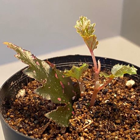 Begonia serratipetara from New Guinea