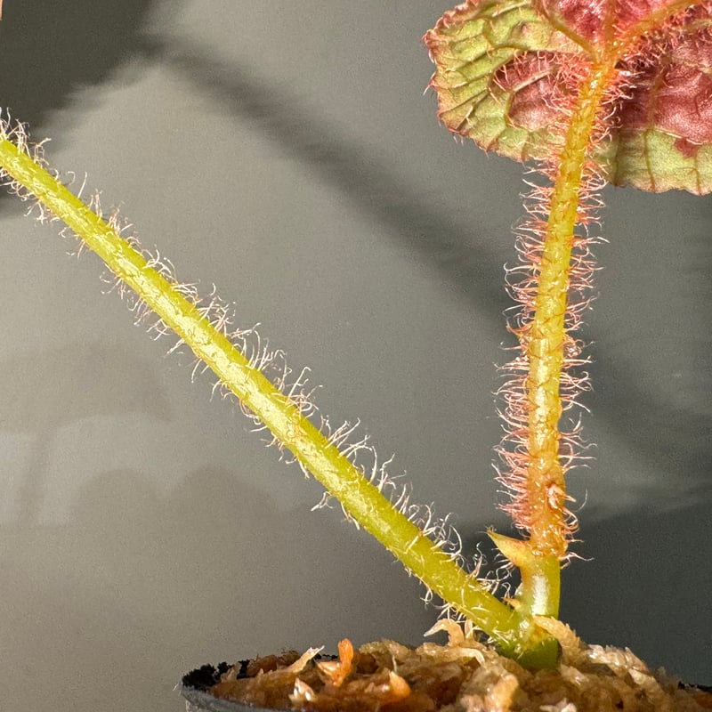 peculiarman　Begonia 5点同梱発送 peculiarman Begonia 5点同梱発送 science room ver. Begonia