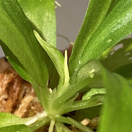 Schismatoglottis sp. "初霜錦" from Murung raya [LA0515-05]