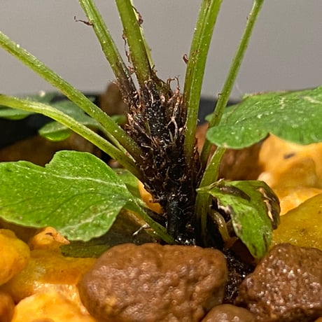 Blechnum obtusatum var. obtusatum from New Caledonia (固有種)