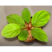Homalomena sp. from Malalak [TK110117]