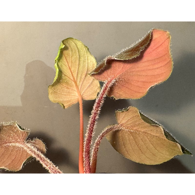 Homalomena sp. (cf. pexa) from Aceh Sumatera |