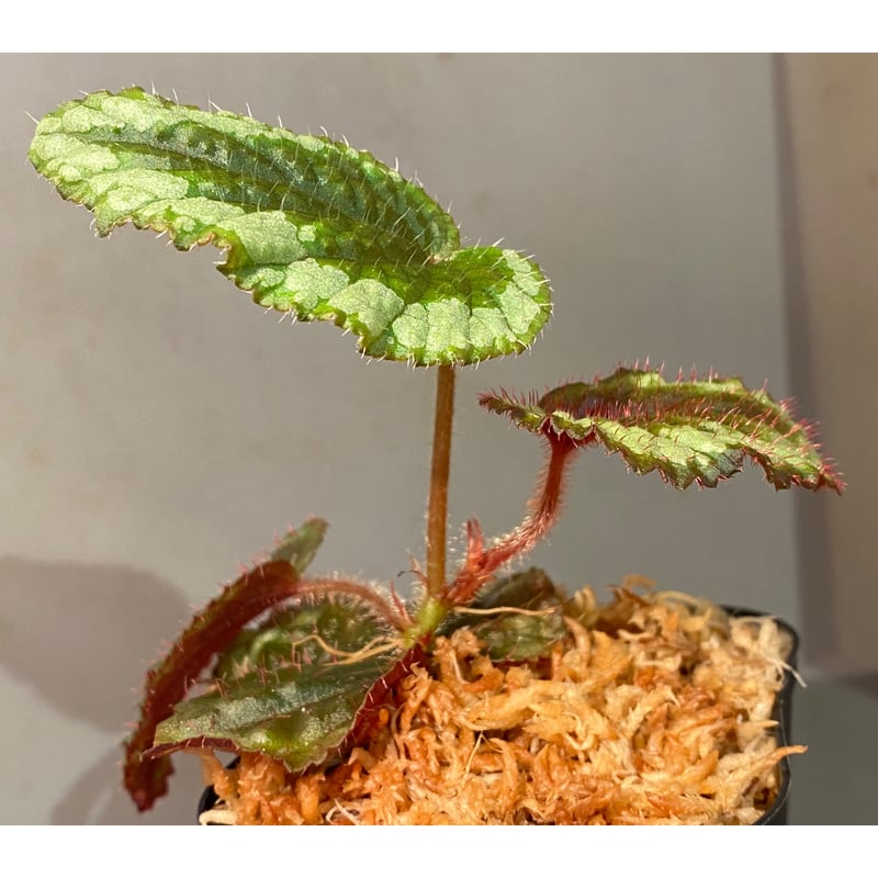 Begonia sp. from Ha Giang North Vietnam | M・R・G・R