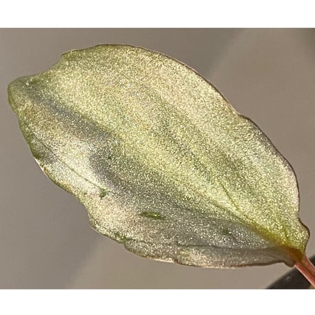 Homalomena sp. "Shirogane" SRP from Pulau Lingga[HW1017-XX]