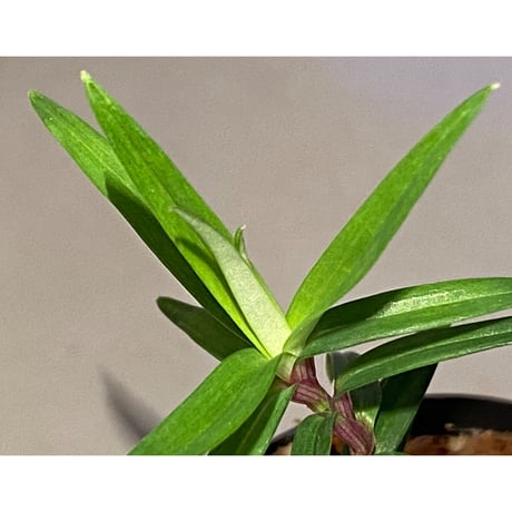 Freycinetia sp. "Muara wahau" Kalimantan timur [TB]