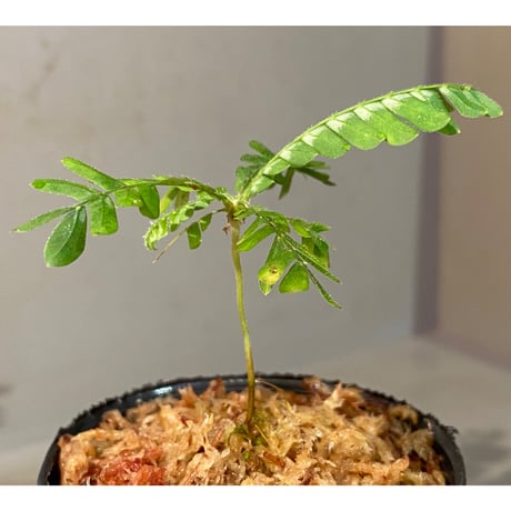 Biophytum sp. BB8th [LA]