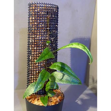 Microsorum sp. "Timika" Papua [TB]