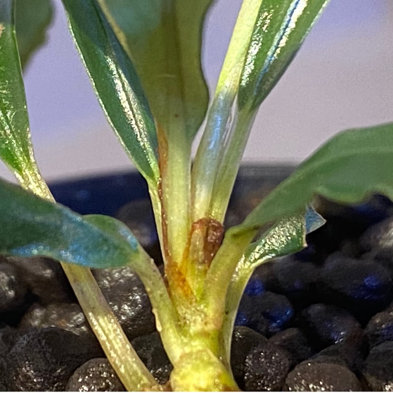 Bucephalandra cf. Motleyana カミハタ便 Bcephalandra sp. 